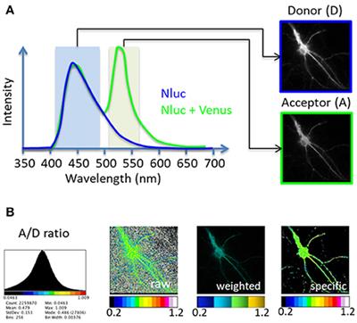 Image Processing for Bioluminescence Resonance Energy Transfer Measurement—BRET-Analyzer